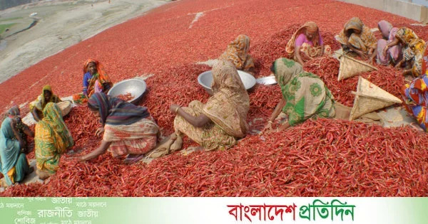 বগুড়ায় মরিচে ভাগ্য বদলেছে চরাঞ্চলের কৃষকদের | | বাংলাদেশ প্রতিদিন