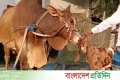 ১২০০ কেজির ‘লাল বাদশাকে’ কিনলেই ফ্রি ৩০ কেজির ‘সোহেলি’ | | বাংলাদেশ প্রতিদিন