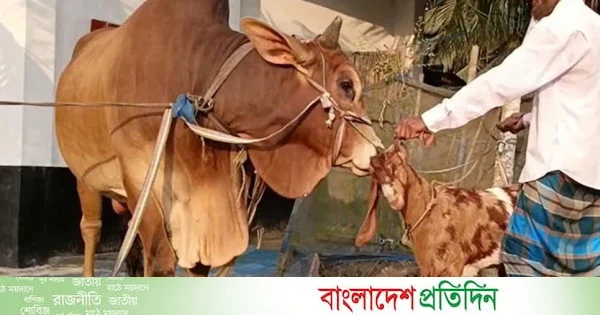 ১২০০ কেজির ‘লাল বাদশাকে’ কিনলেই ফ্রি ৩০ কেজির ‘সোহেলি’ | | বাংলাদেশ প্রতিদিন