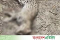 শৈলকুপায় মেছোবাঘ পিটিয়ে হত্যা, এলাকায় চাঞ্চল্য | | বাংলাদেশ প্রতিদিন