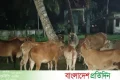 বরিশালের মেহেন্দিগঞ্জে মালিকবিহীন ২৬টি গরু উদ্ধার | | বাংলাদেশ প্রতিদিন