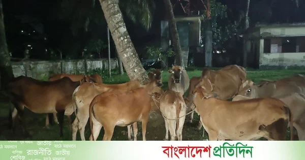 বরিশালের মেহেন্দিগঞ্জে মালিকবিহীন ২৬টি গরু উদ্ধার | | বাংলাদেশ প্রতিদিন