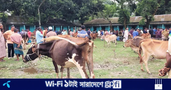 চিলমারীতে গেটের তালা ভেঙে সরকারি কলেজ মাঠে পশুর হাট | | বাংলাদেশ প্রতিদিন
