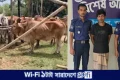 কক্সবাজারে ১০টি চোরাই গরু ও ট্রাকসহ চালক আটক | | বাংলাদেশ প্রতিদিন