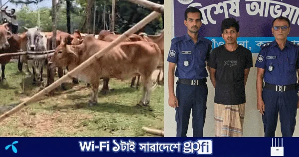 কক্সবাজারে ১০টি চোরাই গরু ও ট্রাকসহ চালক আটক | | বাংলাদেশ প্রতিদিন