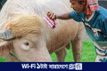 স্বরাষ্ট্রমন্ত্রীর হস্তক্ষেপে কোরবানি হচ্ছে না ‘ডোনাল্ড ট্রাম্প’ | | বাংলাদেশ প্রতিদিন