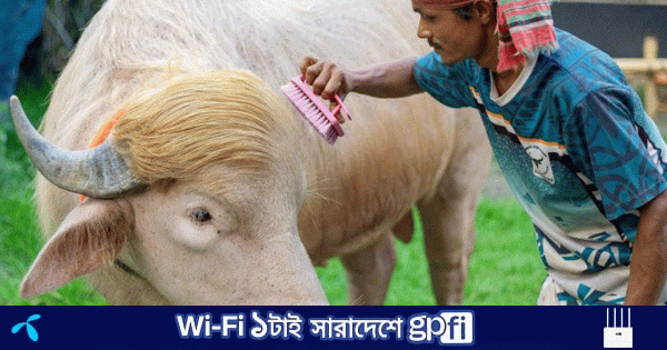 স্বরাষ্ট্রমন্ত্রীর হস্তক্ষেপে কোরবানি হচ্ছে না ‘ডোনাল্ড ট্রাম্প’ | | বাংলাদেশ প্রতিদিন