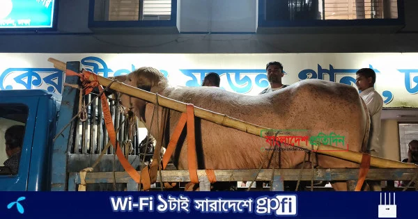 সেই ভাইরাল মহিষ ‘ডোনাল্ড ট্রাম্প’কে রাখা হচ্ছে চিড়িয়াখানায় | | বাংলাদেশ প্রতিদিন