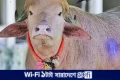 চিড়িয়াখানায় কেমন আছে ভাইরাল মহিষ ‘ডোনাল্ড ট্রাম্প’, দিনে কী খায়? | | বাংলাদেশ প্রতিদিন