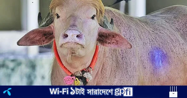 চিড়িয়াখানায় কেমন আছে ভাইরাল মহিষ ‘ডোনাল্ড ট্রাম্প’, দিনে কী খায়? | | বাংলাদেশ প্রতিদিন