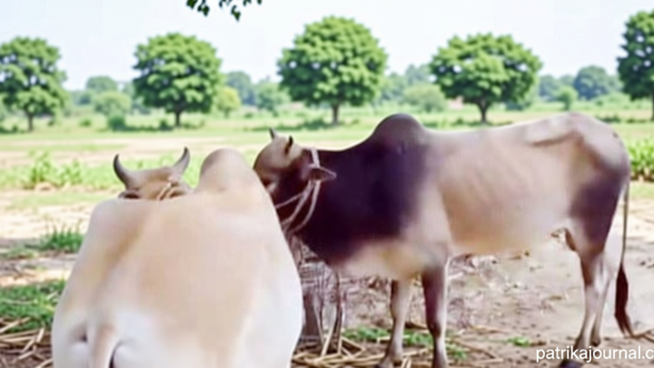 হবিগঞ্জ সীমান্তে ৬ ভারতীয় গরু জব্দ | | বাংলাদেশ প্রতিদিন