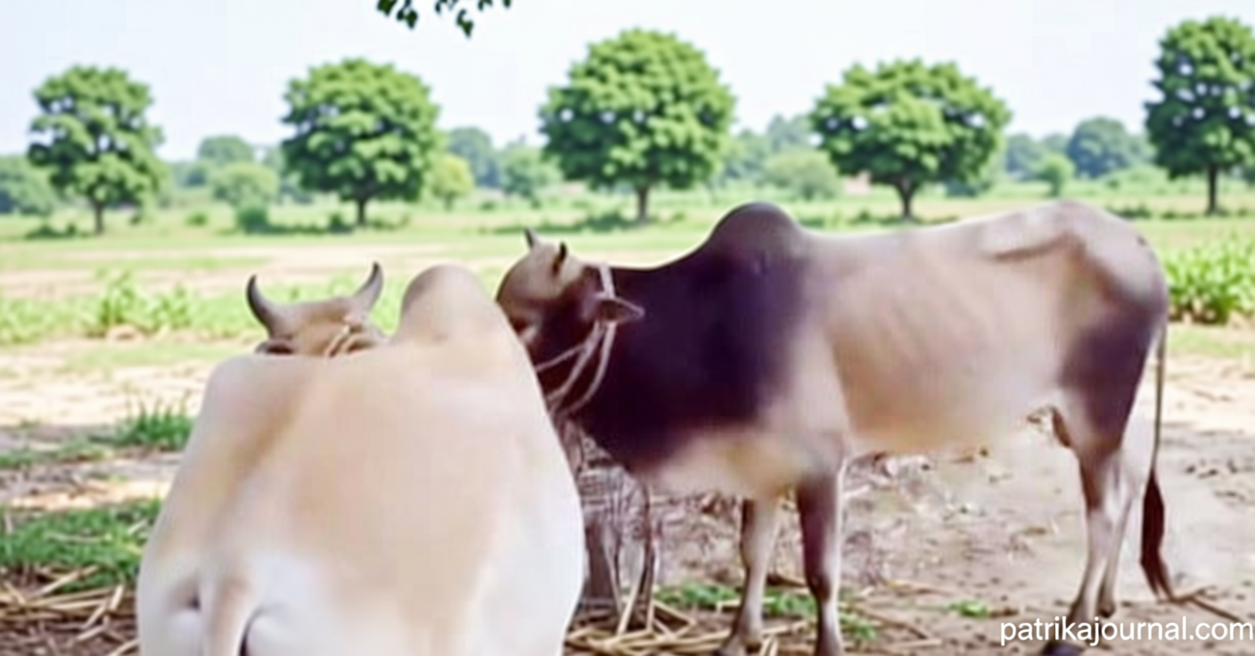হবিগঞ্জ সীমান্তে ৬ ভারতীয় গরু জব্দ | | বাংলাদেশ প্রতিদিন