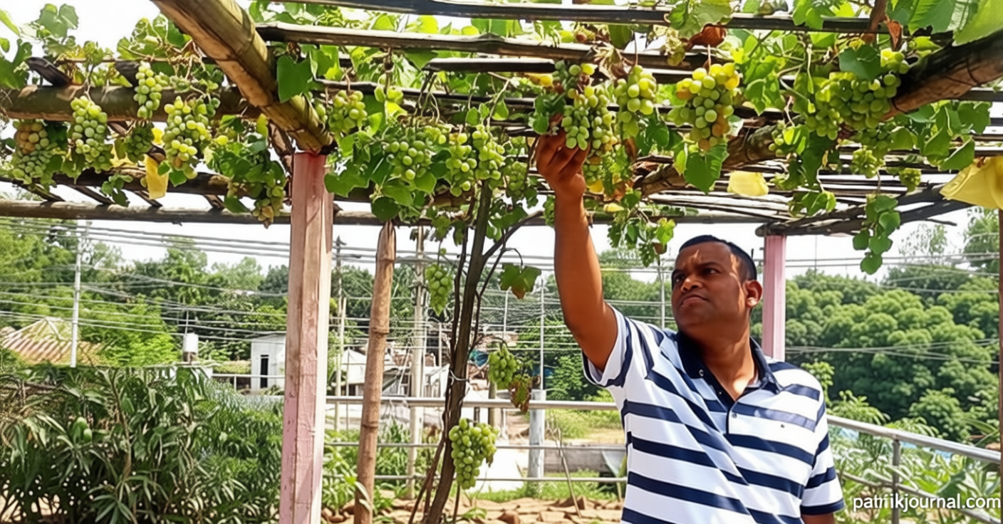 বগুড়ায় দেশি-বিদেশি ফলের ছাদ বাগানে ব্যবসায়ীর সাফল্য | | বাংলাদেশ প্রতিদিন
