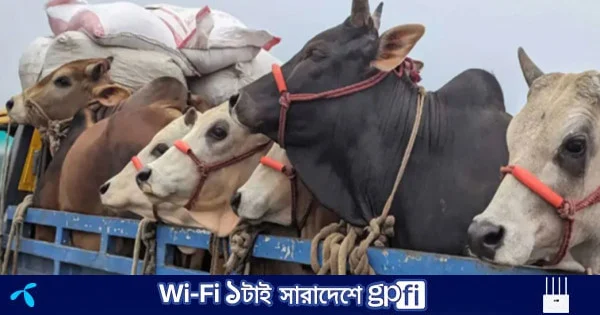 উচ্চ মূল্যস্ফীতির প্রভাবে কমেছে পশু কোরবানি | | বাংলাদেশ প্রতিদিন