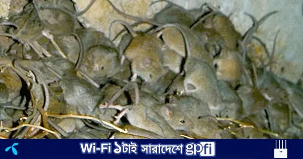 অস্ট্রেলিয়ার কৃষিতে ইঁদুরের মহামারী, দিশেহারা কৃষক | | বাংলাদেশ প্রতিদিন