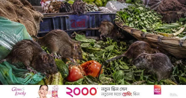 রাজধানীর দুর্বল বর্জ্য ব্যবস্থাপনা : ইঁদুরের উপদ্রবে বাড়ছে জনস্বাস্থ্য ঝুঁকি | | বাংলাদেশ প্রতিদিন