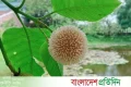 এবার ভিন্ন রূপে হাজির হয়েছে আষাঢ় মাস | | বাংলাদেশ প্রতিদিন
