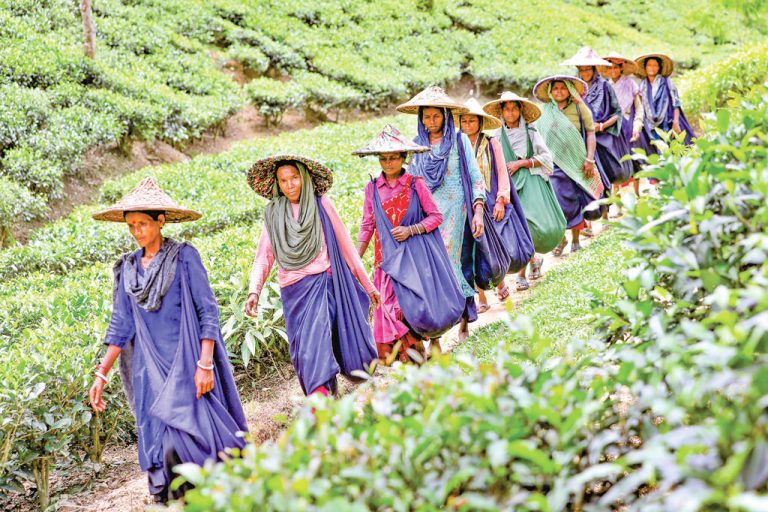 tea-worker