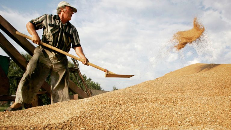 wheat-russia