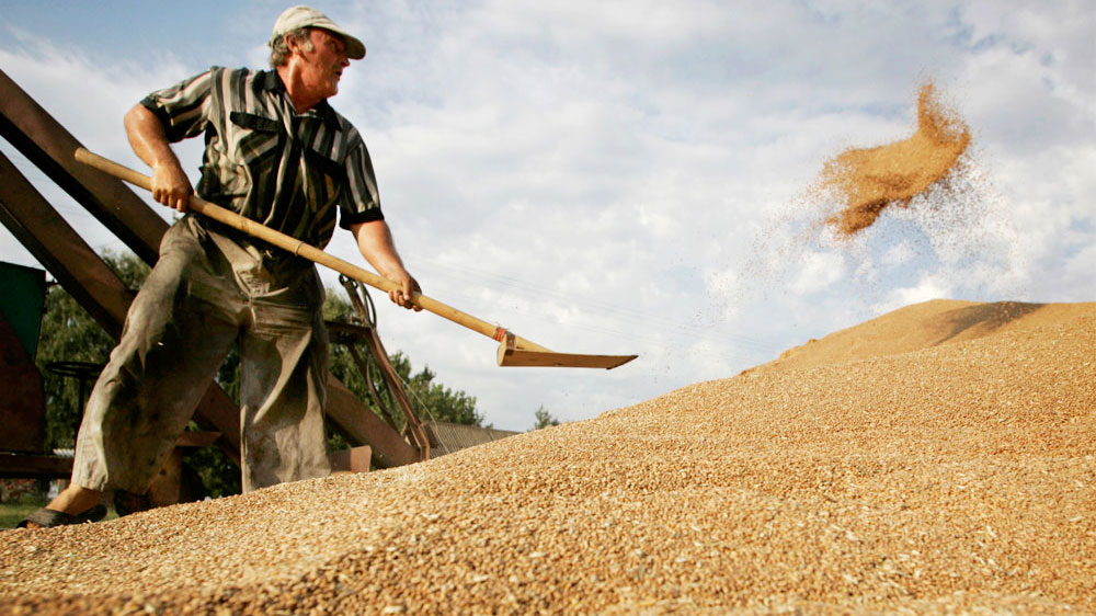 wheat-russia